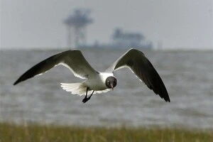 Чайка постраждала під час футбольного поєдинку