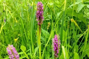 Пальчатокорінник м'ясо-червоний на луках біля села Ольшаниця