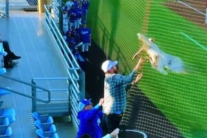 Звільнитися пелікану допоміг один із уболівальників