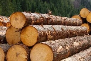 Росія скоротила заготівлю деревини до мінімуму за 10 років