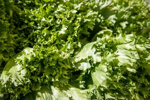 На ярмарках можна закупитися свіжими овочами, фруктами та м'ясом за помірними цінами