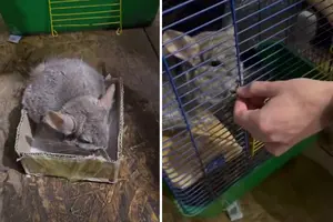 Військові знайшли шиншилу біля лінії бойового зіткнення