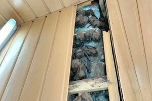 Кажани жили на балконі однієї з квартир Харкова