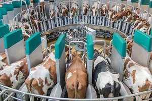 На фермі встановлять десятки роботів для автоматичного доїння корів