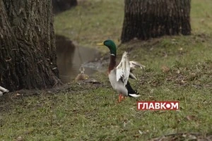 В Україні місцями дощитиме: погода на 17 березня