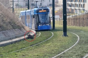 На місце події прибули відповідні служби, які прибрали кабана з колій