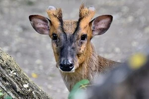 Мініатюрний азіатський олень мунтжак Мо отримав важку травму голови із переломом нижньої щелепи внаслідок нічного обстрілу Києва 14 листопада 2025 року