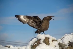 Південнополярний поморник під час довгого крику в районі станції «Академік Вернадський»