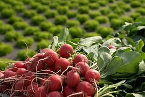 Зібрані овочі місцеві аграрії реалізують як через оптових покупців, так і самостійно на ринках