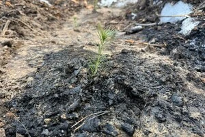 З таких саджанців колись має вирости новий ліс