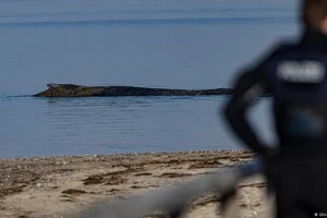 У Німеччині намагаються повернути в море кита, що застряг