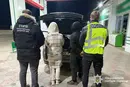 Під ковдрою до кордону: на Вінниччині викрито подружжя, яке переправляло ухилянтів