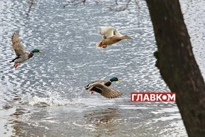 В Україні місцями дощитиме: погода на 24 березня