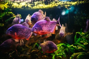 Риби у столичному Будинку природи