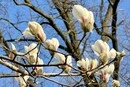 У Києві зацвіли перші магнолії: де подивитися та зробити фото