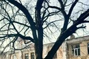 У Києві 300-річний Дуб Миколи Пимоненка оголошено пам’яткою природи: де він росте