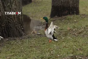 Прогноз погоди на 28 березня