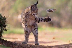 Фото з «літаючим» гризуном перемогло на Wildlife Photographer of the Year 2026