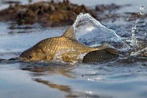 Порушення правил рибальства карається штрафом або притягненням до кримінальної відповідальності