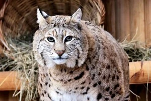 Рись Степан став помітно гладшим за зиму