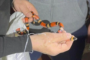 Змія ймовірно втекла від своїх господарів та потрапила до сусідів