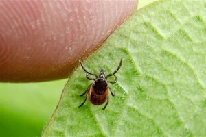 Весна – піковий період агресивності кліщів