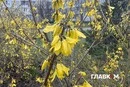 У Києві масово зацвіла форзиція та розпустилася верба (фото)