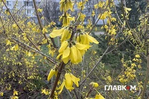 Цвітіння форзиції у столиці. 2 квітня 2026 року