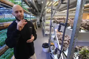 За оцінками Сергія Салати, для запуску подібної ферми потрібно щонайменше 100 тисяч доларів інвестицій