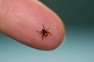 Ольга Голубовська пояснила, як правильно видаляти кліща