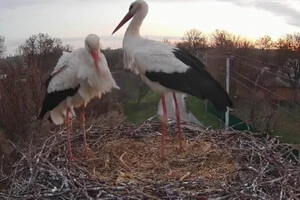 Нову пару назвали Лель і Квітка