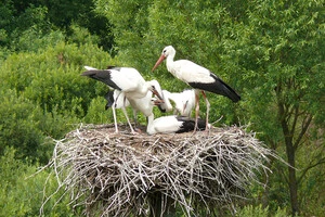 За словами екологів, лелеки щороку повертаються до своїх гнізд і постійно їх добудовують