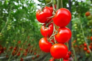 Наразі перші партії тепличних помідорів пропонують за ціною 150-170 грн за кілограм 
