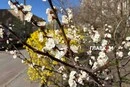 У Києві масово розквітли абрикоси (фото)