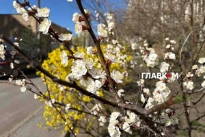 Абрикоси є одними з найпоширеніших плодових дерев у столиці