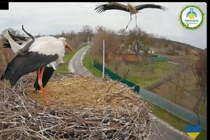 Грицик повернувся до гнізда у понеділок, 6 квітня