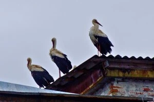 Білі лелеки були помічені біля меморіалу «Зірка Полин» у центрі міста Чорнобиль