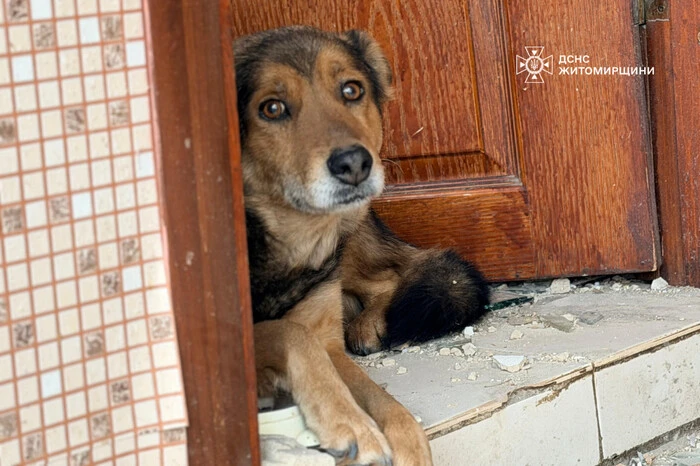 ДСНС розчулила українців кадрами із собакою, який «плаче» посеред руїн свого будинку (відео)