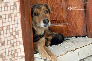 Cобака «плаче» посеред руїн свого будинку: зворушливе відео