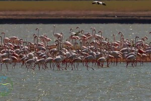 Зграї фламінго повернулися до «Тузлівських лиманів»