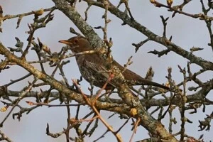 В Україні дрізд гірський гніздиться переважно в Карпатському регіоні
