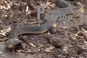 За свідченнями очевидців, змія великого розміру пересувалася безпосередньо поруч із тротуаром