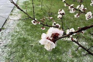 Квітневе похолодання застало абрикоси у самому розквіті. Київ, аномальні опади 8 квітня 2026 року