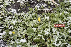 Заморозки завдаватимуть шкоди ранньоквітучим плодовим деревам