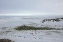 Імператорські пінгвіни перебувають під загрозою зникнення