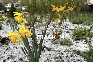 Заморозки завдаватимуть шкоди ранньоквітучим плодовим деревам