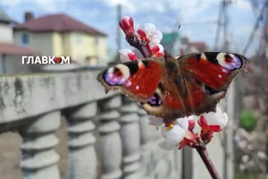 Прогноз погоди на 14 квітня