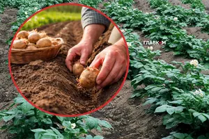 Не вся картопля годиться для посадки