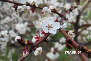 Прогноз погоди на 15 квітня