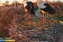 У гнізді Одарки і Грицика з’явилося перше яйце (фото)